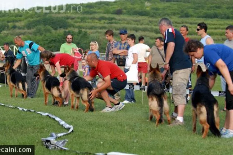 Dog Show Cluj incepe in 9 iunie