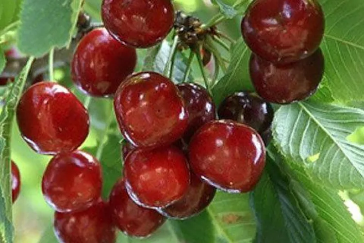 Politistii clujeni umbla dupa hotii de cirese din livada Palocsay