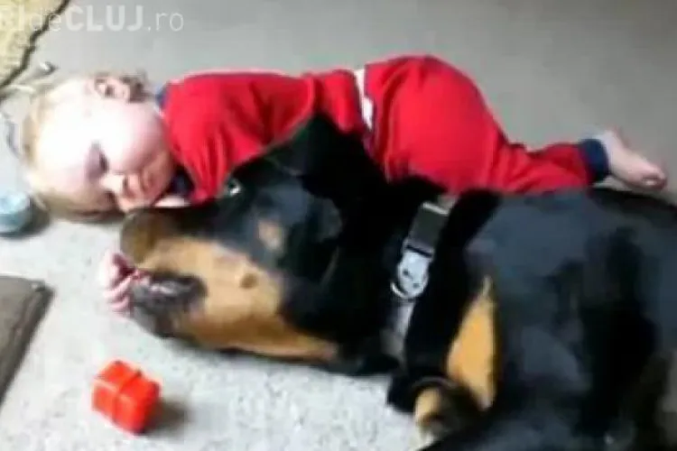 Un rottweiler, pe post de bona pentru un copilas de 6 luni FOTO