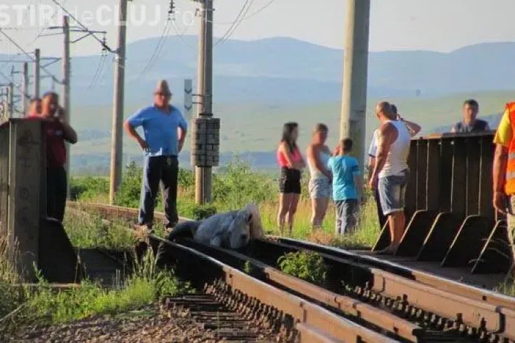 Un cal a ramas intepenit intre sinele de cale ferata la Gherla! Imagini DRAMATICE VIDEO