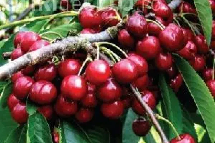 Cireşele - un detoxifiant natural