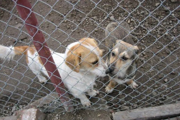 Asociaţia "Trei Fraţi Pătaţi" organizează târg de adopţii pentru căţei la Turda