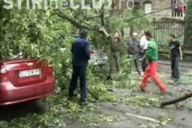 Furtuna a doborat un copac pe Drumul National 1C, intre Bontida si Fundatura