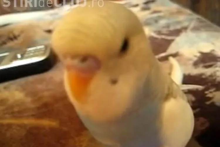 VIDEO - Un papagal "canta" Imnul CFR Cluj si il acompaniaza pe Ghita Munteanu. Vi se pare ca are talent?