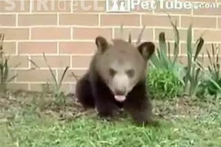 VIDEO - Ursuletul "Hapciu" a stranutat de 28 de ori in 30 de secunde. Filmuletul haios a facut inconjorul lumii