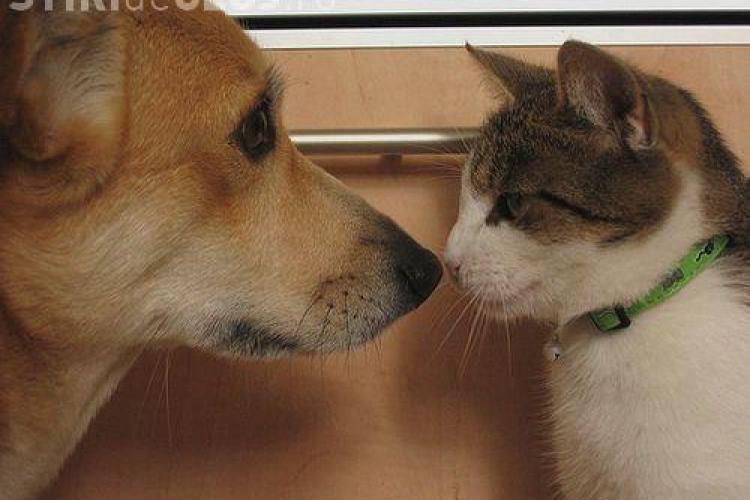 Dragoste fără limite între un câine şi o pisică VIDEO