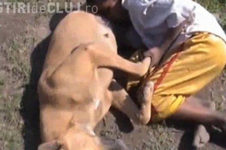 VIDEO Un copil de 6 ani suge lapte de la un câine vagabond, pentru că "familia noastră este foarte săracă şi câteodată mi se face foame" 