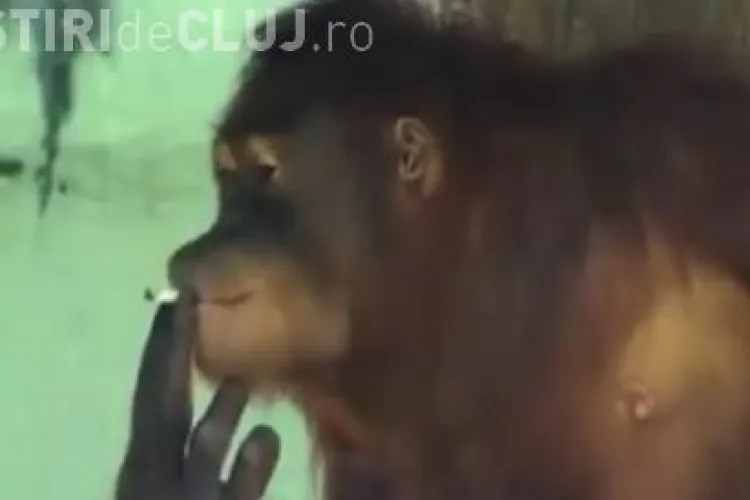 Urangutanul care fumează orice ţigară până la filtru VIDEO