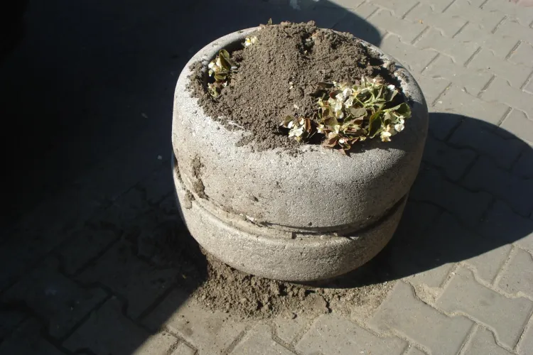 Ghivecele cu flori, bătaia de joc a unor clujeni FOTO ŞTIREA CITITORULUI