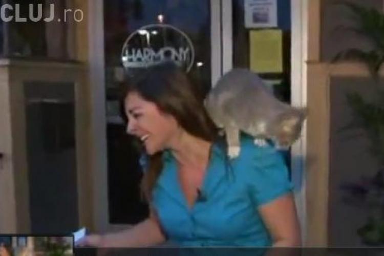 Reporter ”atacat” de o pisică, în direct. Nu s-a panicat și totul s-a terminat cu zâmbete VIDEO