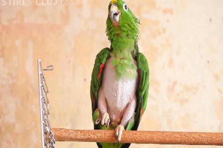 Pepe - Papagalul ce i-a adus la disperare pe vecini VIDEO
