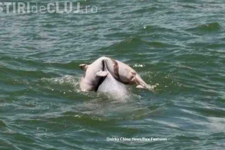 Pasagerii unui vapor impresionați de drama unui delfin