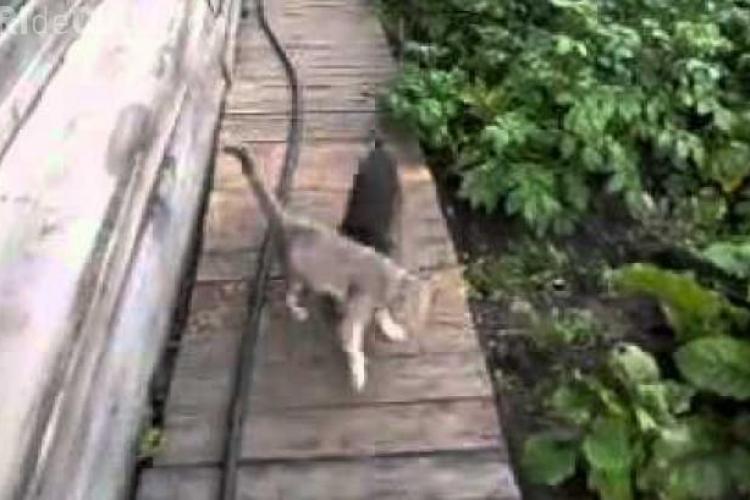 Câinele cărăuș. Vezi cum reușește să aducă acasă pisica familiei VIDEO