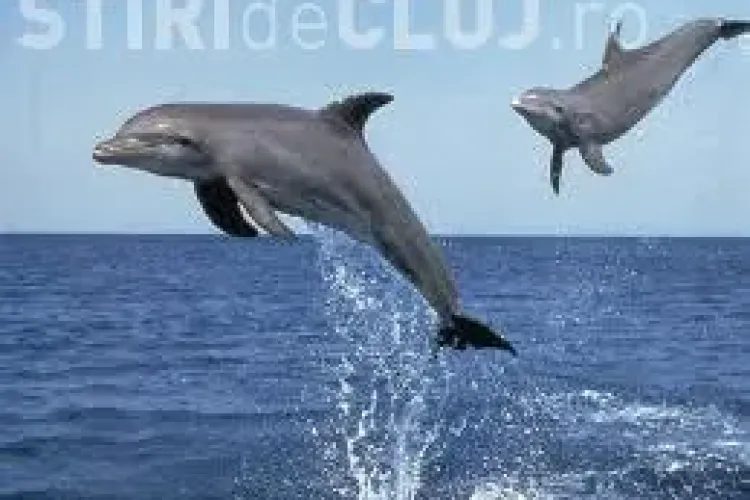 O mamă delfin îşi cară puiul mort VIDEO