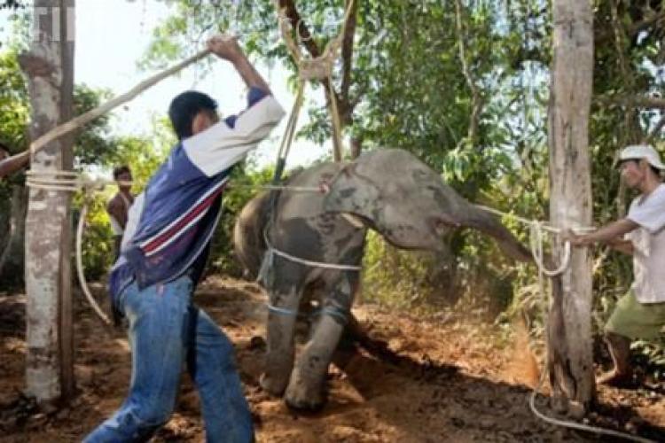 Elefanţii din Thailanda, înainte de a fi expuşi publicului: bătuţi, înfometaţi şi torturaţi