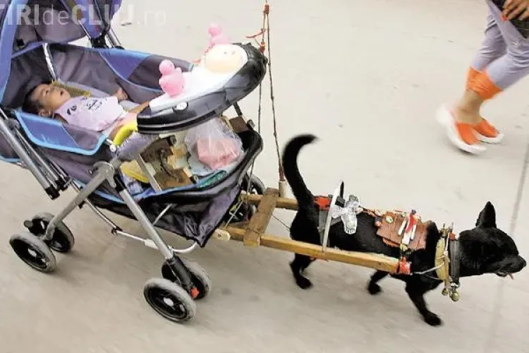 Un chinez și-a dresat câinele să îi plimbe nepoata FOTO