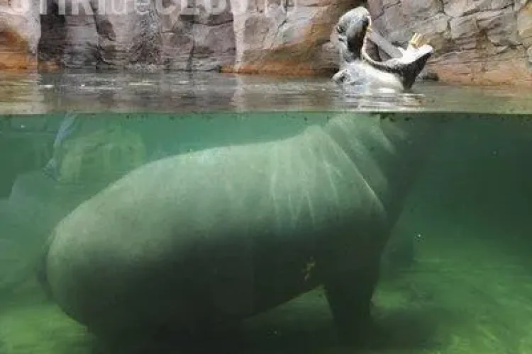 Cel mai bătrân hipopotam din lume a murit la vârsta de 62 de ani