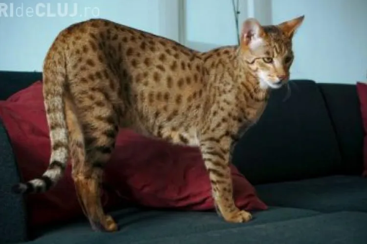 5.000 de dolari recompensă pentru recuperarea unui animal de casă