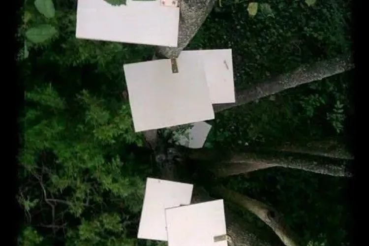 "Un bebe, un copac" - proiectul suflet pentru Cluj-Napoca