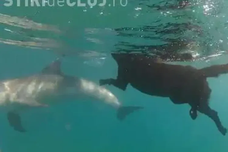 PRIETENIE NEMAIPOMENITĂ între un labrador şi delfini VIDEO