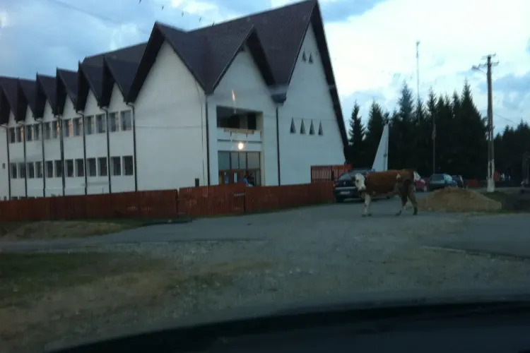 FRAUDĂ electorală la Beliș? Un bărbat a vrut să fure copia după lista electorală permanentă