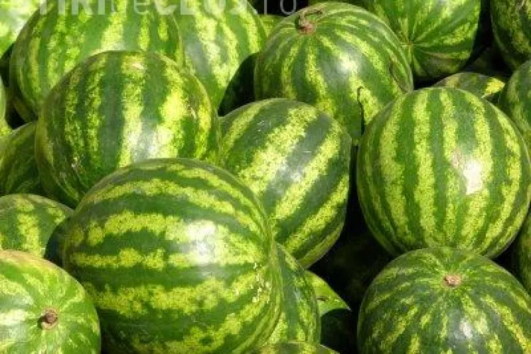 Pepenarii îi exasperează pe clujeni. Sparg pepenii de asfalt. La tine în cartier care e situația?