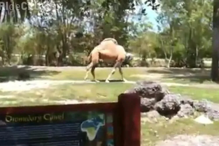 Cămila fără cap VIDEO