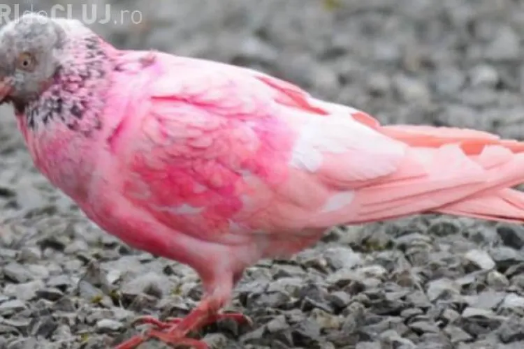 Cel mai CIUDAT porumbel din lume este ROZ