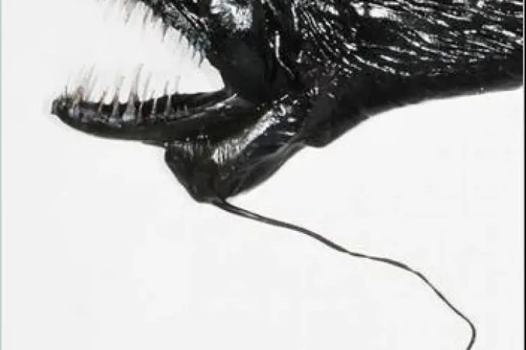 Top 5 creaturi înspăimântătoare care trăiesc în adâncuri FOTO