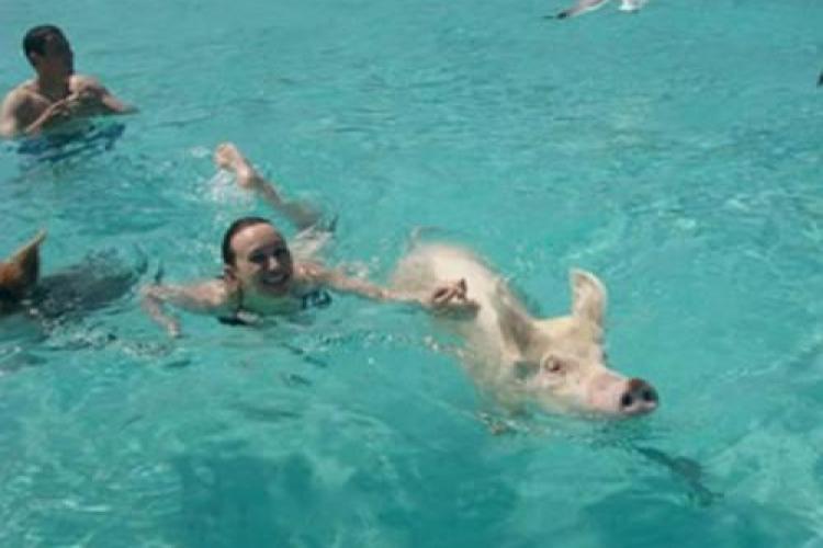 În insulele Bahamas poţi înota alături de PORCI! FOTO