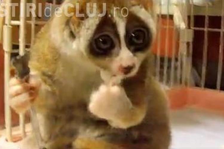 Lemurul care mănâncă orez - VIDEOCLIPUL care face senzaţie pe Youtube
