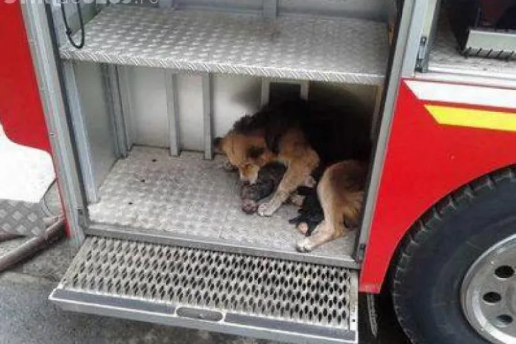 Fotografiile dramatice care au impresionat întreaga lume