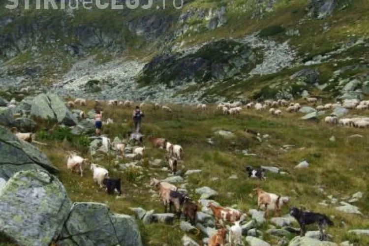 Cioban cu trei facultăţi, la 32 de ani. Află-i întreaga poveste!