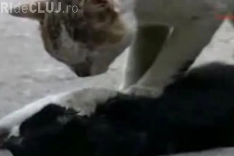 VIDEO EMOŢIONANT: Animalele sunt mai sufletiste ca oamenii! 