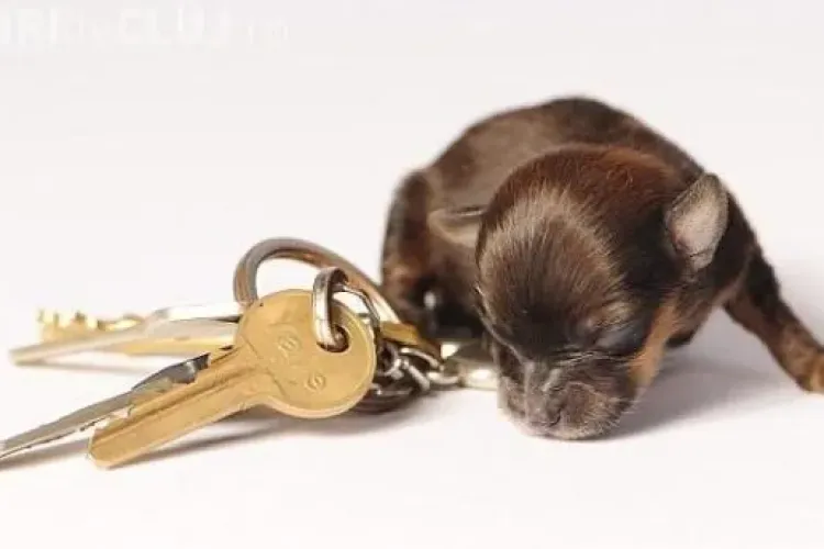 Cel mai MIC căţel din lume are doar 10 CM VEZI FOTO