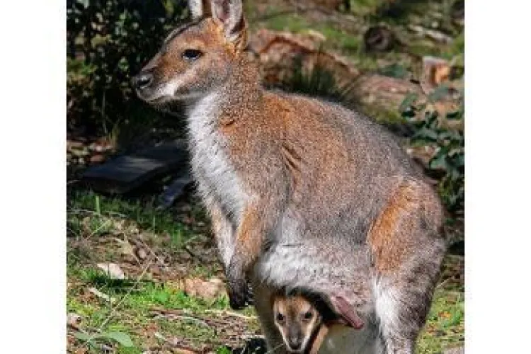 Cangurul de la ZOO Ploiești, mâncat de maidanezi