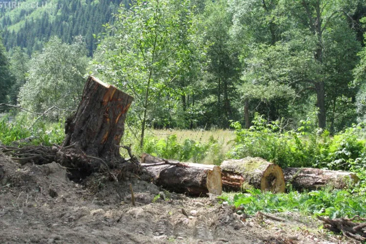 ARMAGHEDON la Inspectoratul Teritorial de Regim Silvic Cluj. Șeful Grigore Avram a fost suspendat din funcție