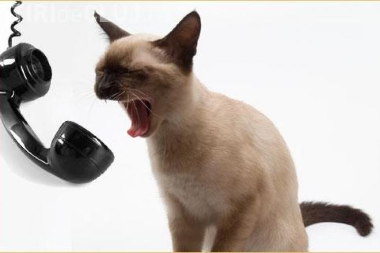 Ce reacție are o pisică atunci când aude la telefon vocea stăpânului - VIDEO