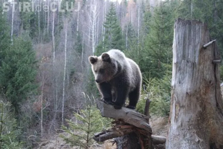 Urs brun monitorizat prin satelit în Maramureş de WWF, împuşcat de braconieri
