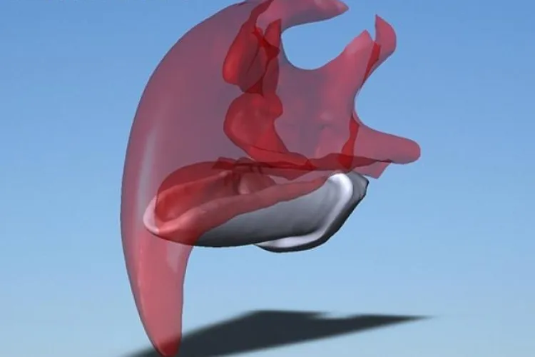 Vultur salvat cu ajutorul imprimantei 3D