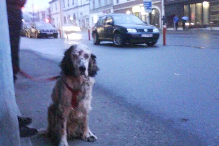 Cruzime fără limite! 2 tineri au spânzurat un câine! 