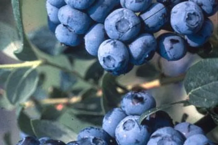  Consumul regulat de afine te întinereşte! 