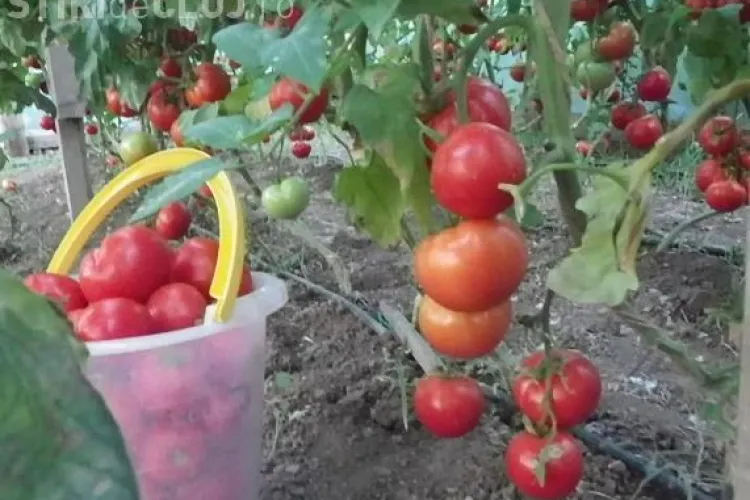 Zilele Recoltei la Târgul Produs de Cluj