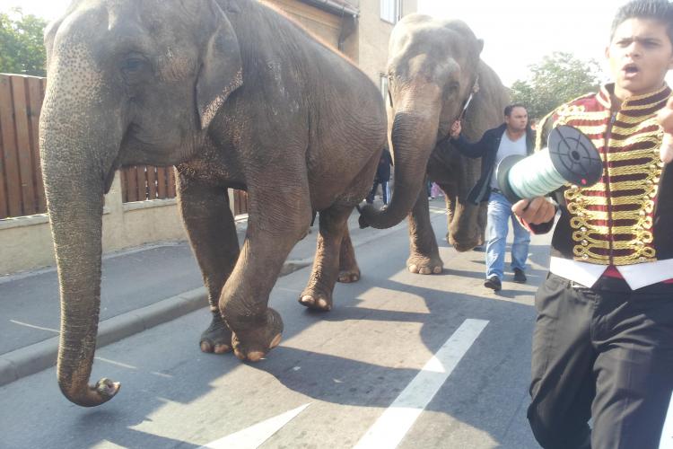 Parada elefanților pe străzile Clujului - VIDEO și FOTO