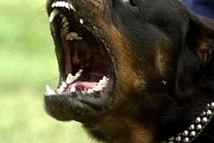 Cluj: Condamnat la 6 luni de închisoare după ce câinele lui a mușcat un copil de cap - VIDEO