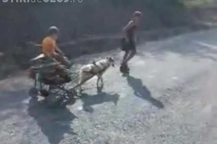 Cățel chinuit în Cojocna. A fost înhămat la un cărucior și forțat să îl tragă - VIDEO