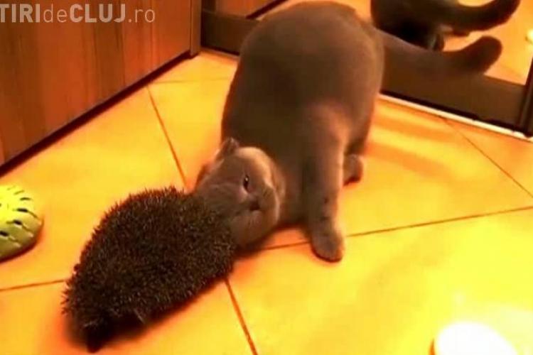 Prietenie neașteptată între o pisică și un arici VIDEO