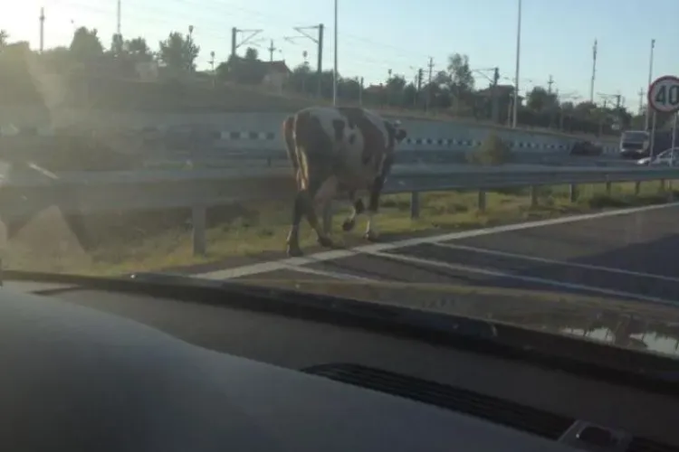 Poză CRIMINALĂ postată de ELENA UDREA pe Facebook