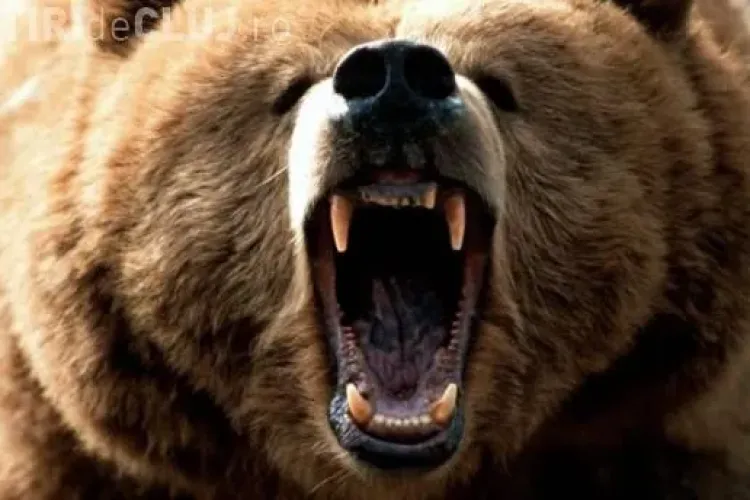 Urșii au ucis 12 vaci și patru oi în comunele Râșca și Măguri-Răcătău