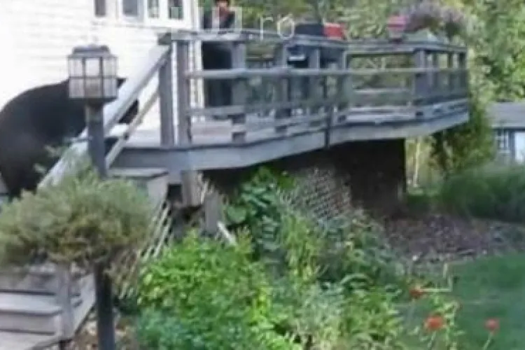 Cum scapi de urși în Minnesota VIDEO